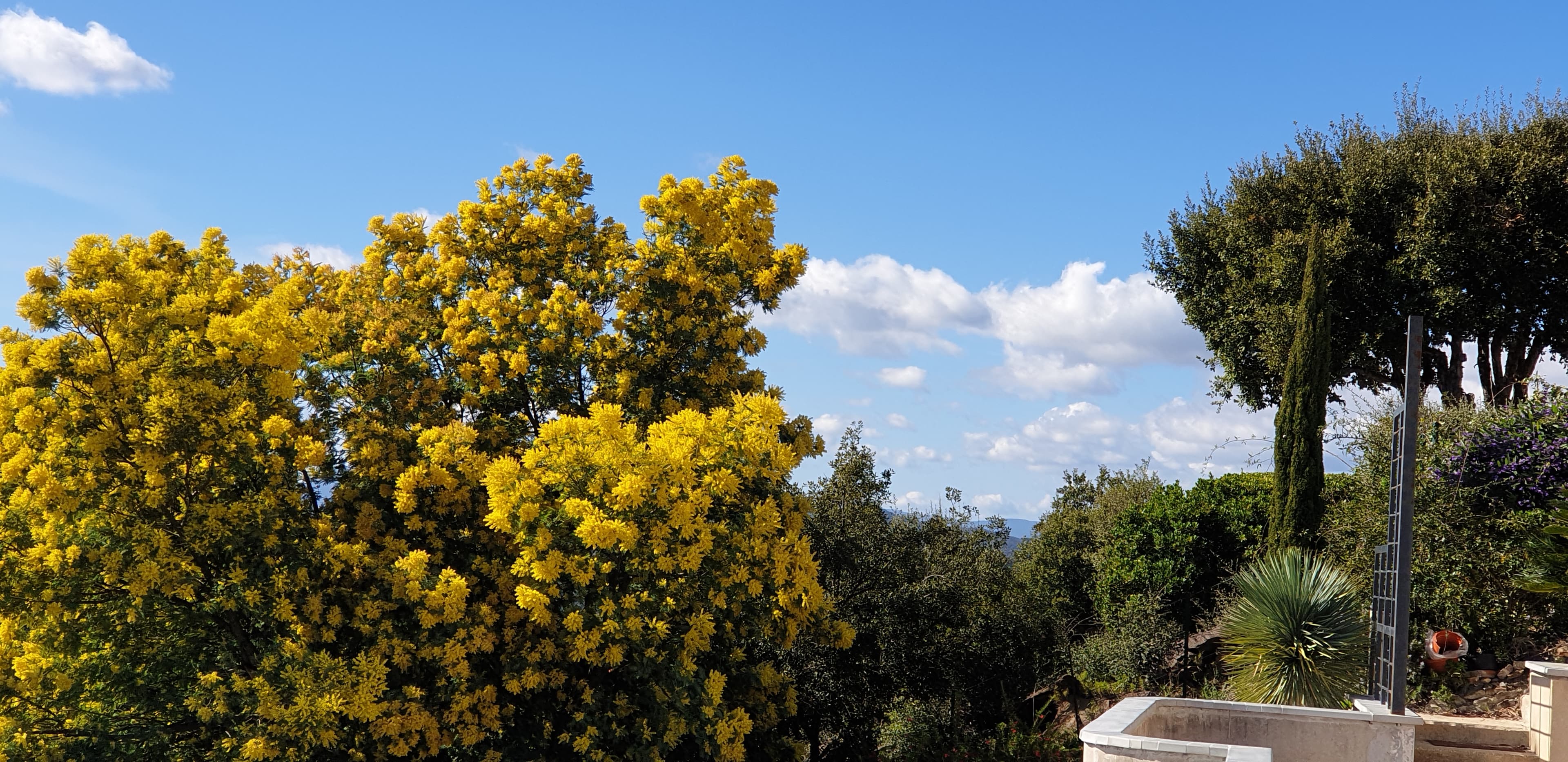 Vue terrasse avec mimosa à L'éminence